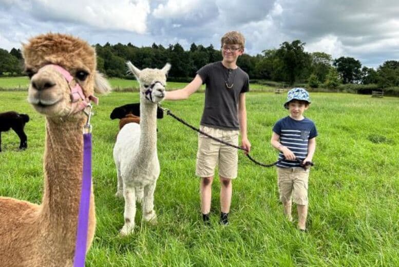 60 Min Alpaca Meet and Greet Experience - Stormcloud Alpacas, Strathaven - 12 Months Validity | Wowcher